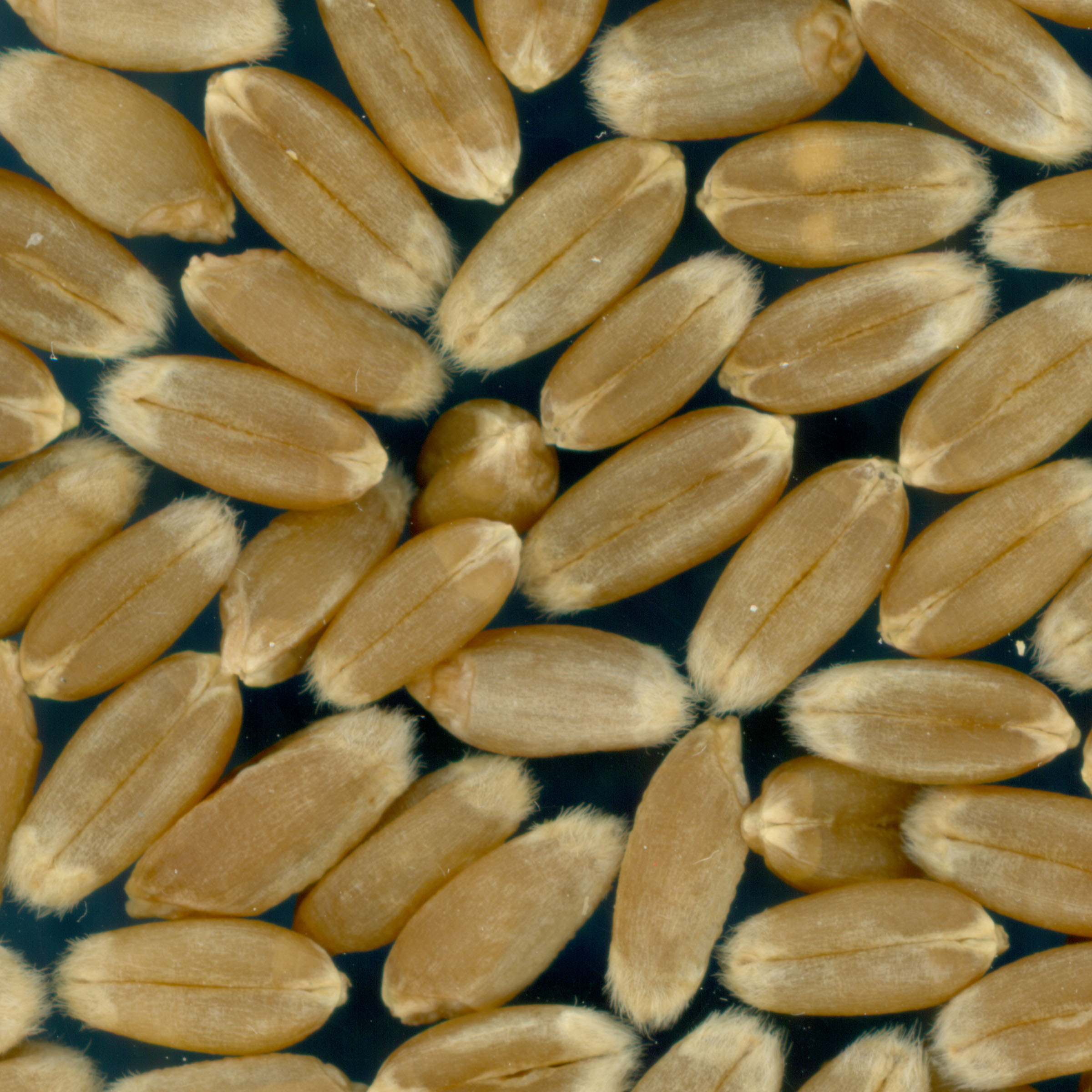KERNELS